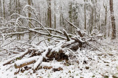 Ölü kavak ağacı doğal ormanın kış manzarası