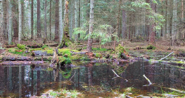 Stand van de naaldbossen in het voorjaar met water op voorgrond — Stockfoto