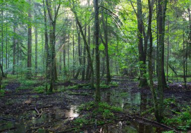 Yaprak döken sabahın erken saatlerinde sis içinde standı