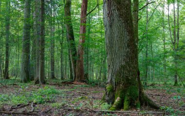 Meşe ve bazı arka plan eski yosun sarılmış