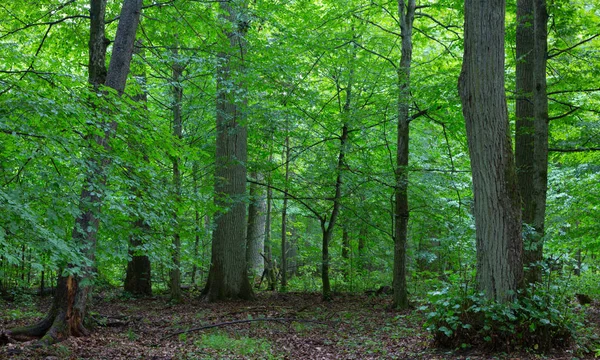 Yaz aylarında doğal tribünde ilkel yaprak döken stand