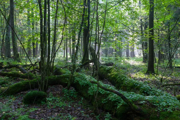 Letní slunce světlo do bohaté listnaté stát — Stock fotografie