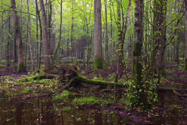 Bialowieza Ormanı'nın yaprak döken stand sabahın erken saatlerinde