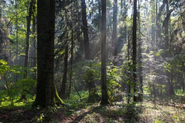 sunbeam zengin yaprak döken orman girme