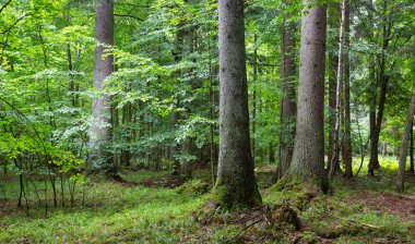 Üç eski Ladin doğal yaz