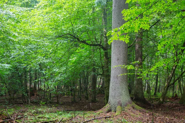 Vecchio abete rosso contro ombreggiato ricco stand deciduo — Foto Stock