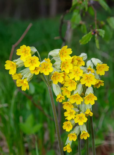 Cowslip florido (Primula veris) close-up — Fotografia de Stock