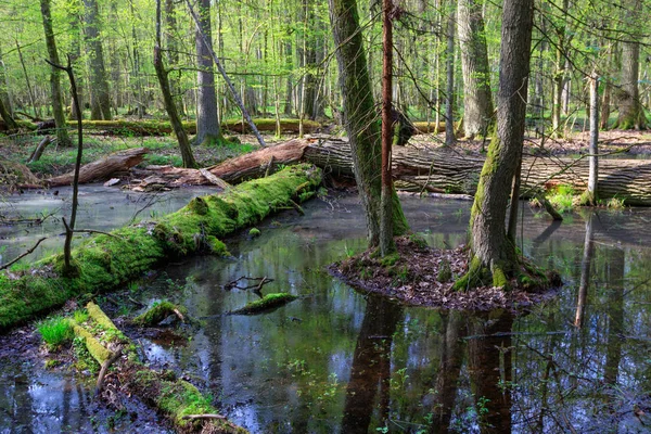 Forêt mixte humide printanière avec eau stagnante — Photo