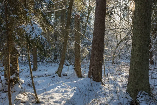 Bäume Schnee gewickelt Schneesturm nach — Stockfoto