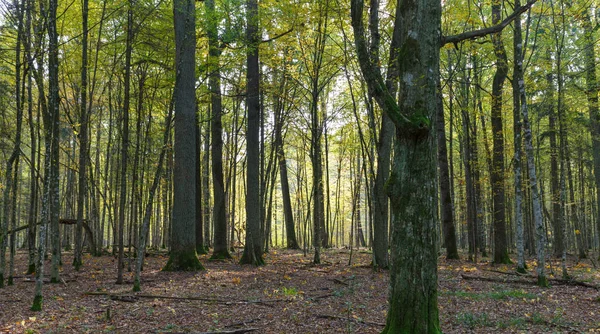 Autumnal deciduous stand — Stock Photo, Image