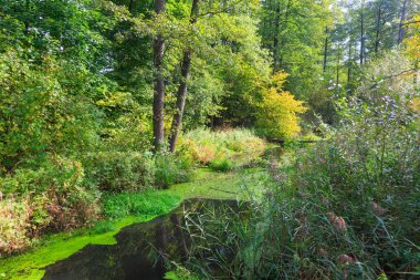 Yaz öğle doğal orman Nehri