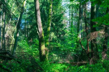 sunbeam zengin yaprak döken orman girme