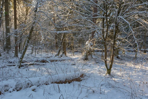 Winterlandschaft von natürlichem Bestand mit abgestorbenen Eichen — Stockfoto