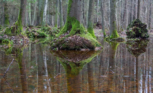 Paysage hivernal de peuplement naturel avec chêne mort — Photo