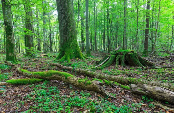 Zima Krajobraz naturalny Stoiska z martwych dąb — Zdjęcie stockowe