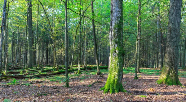 Vinterlandskap av naturliga stativ med döda ek — Stockfoto