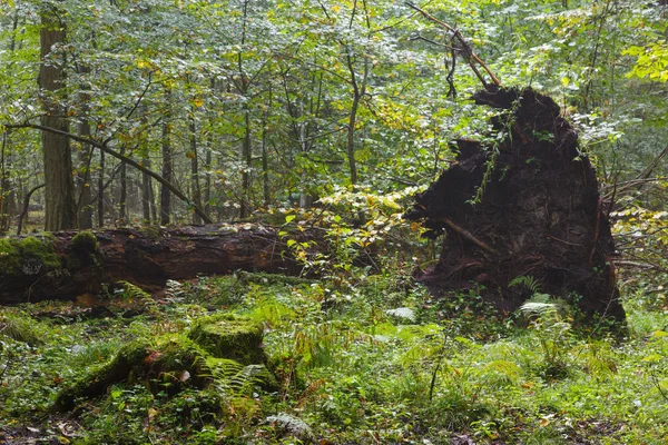 Zima Krajobraz naturalny Stoiska z martwych dąb — Zdjęcie stockowe