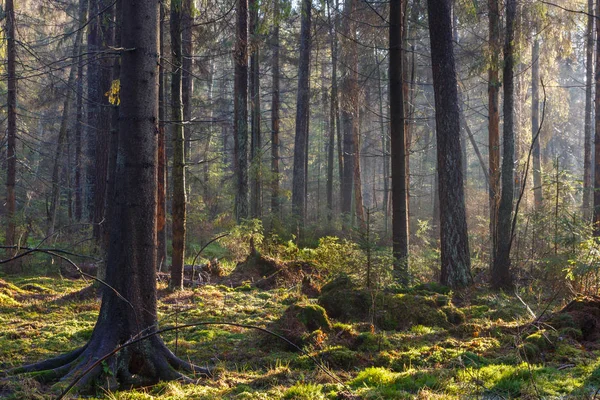 Winterlandschaft von natürlichem Bestand mit abgestorbenen Eichen — Stockfoto