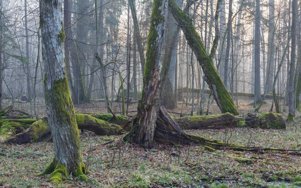 冬季景观的死橡木自然站立 — 图库照片