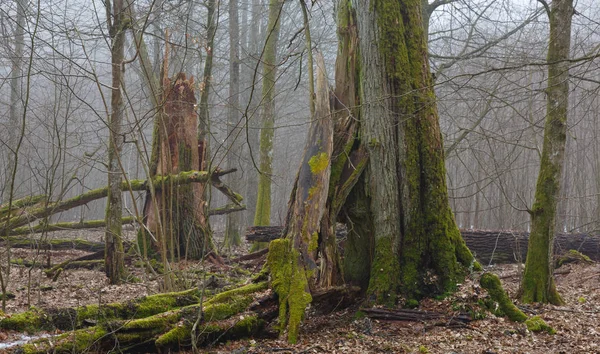 Paisagem de inverno de suporte natural com carvalho morto — Fotografia de Stock