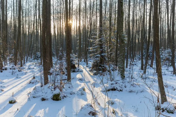 Paysage hivernal de peuplement naturel avec chêne mort — Photo