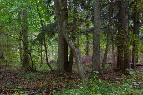 Paisagem de inverno de suporte natural com carvalho morto — Fotografia de Stock