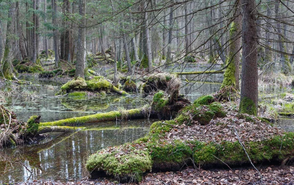 Winterlandschap van natuurlijke stand met dode eik — Stockfoto