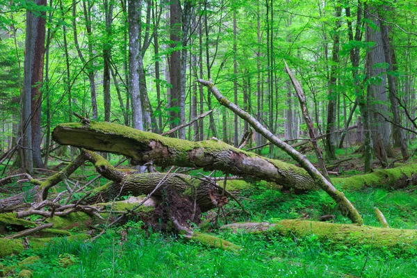 Paisaje invernal de stand natural con roble muerto — Foto de Stock