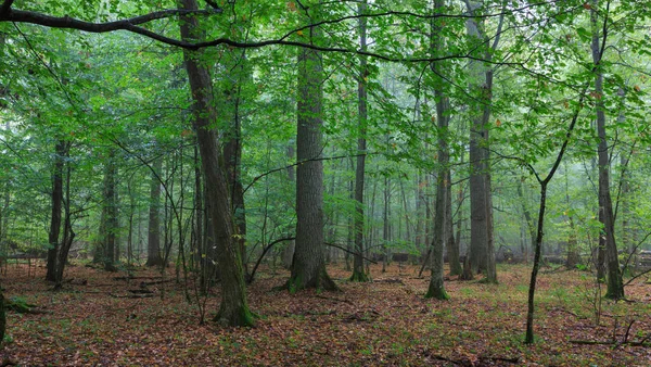 Paisagem de inverno de suporte natural com carvalho morto — Fotografia de Stock