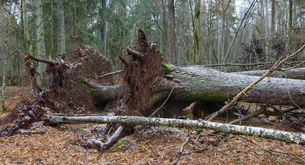 Paysage hivernal de peuplement naturel avec chêne mort — Photo