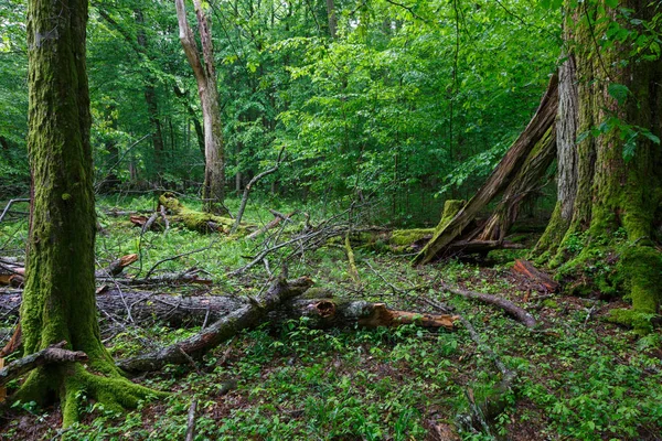 Gamla trasiga linden träd i summertime skog — Stockfoto