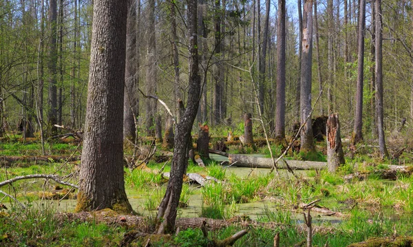 Oude elzen bomen onder sparren in het voorjaar — Stockfoto