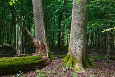Kırık ağaç yaprak döken standı