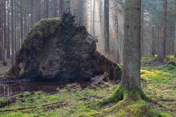 Старі гігантські дерева зламалися восени вранці туман — стокове фото