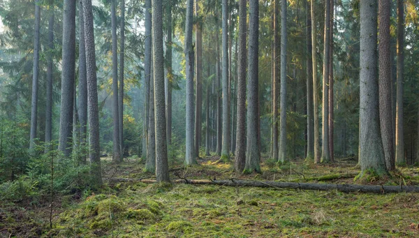 Sonnenstrahl dringt in reichen Nadelwald ein — Stockfoto