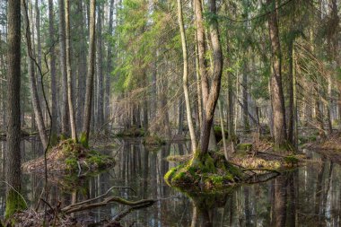 Bahar ayakta su ile karışık orman ıslak