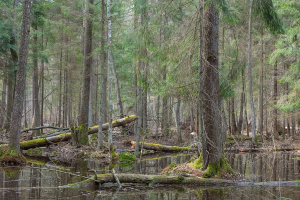 Bosque mixto húmedo de primavera con agua estancada —  Fotos de Stock