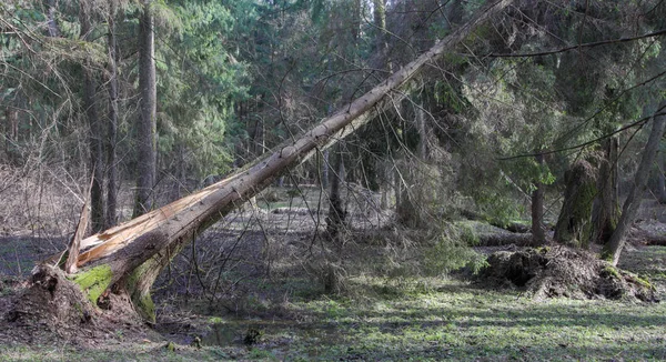 Oude elzen en vuren bomen in lente bos — Stockfoto