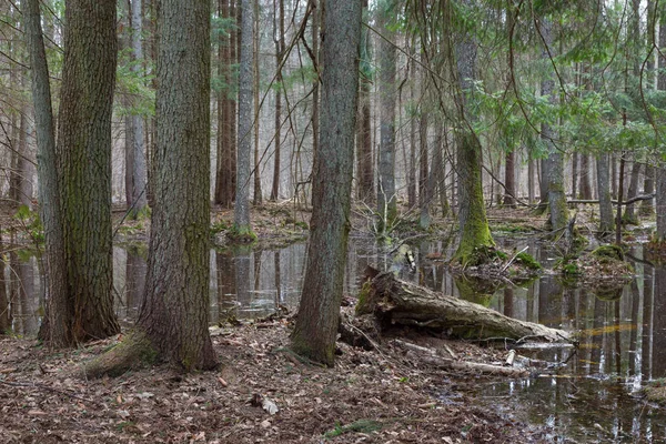 Jarní mokré smíšený les s vodou stojící — Stock fotografie