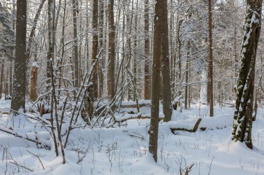 sonra ağaçlar kar sarılı blizzard