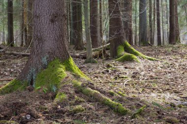 Ladin ağaçlarının iğne yapraklı standı