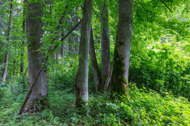 Eski sarılmış yosun ıhlamur ve Gürgen ağaçları