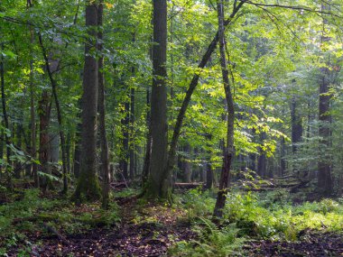 Summertimel sabah ormanda