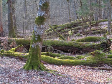 Bahar eski yaprak döken standı