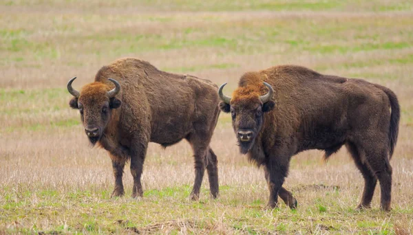 Due dei tori di Bison europei riposano — Foto Stock