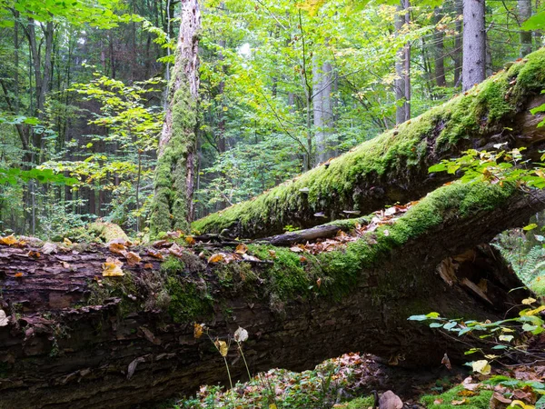 Vieux chêne brisé couché dans la forêt automnale — Photo