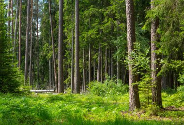 Yaz aylarında eski çam ve ladin ağaçları