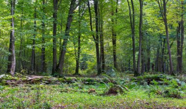 Yalan kırık eski ıhlamur ağacı