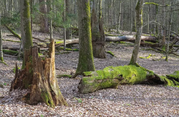 Lente oude bladverliezende stand — Stockfoto