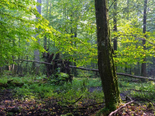 Starý strom zalomený Habr moss v listnatých stojan — Stock fotografie